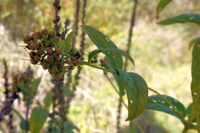 <i>Lysimachia vulgaris</i>
