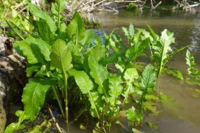 <i>Rorippa amphibia</i>