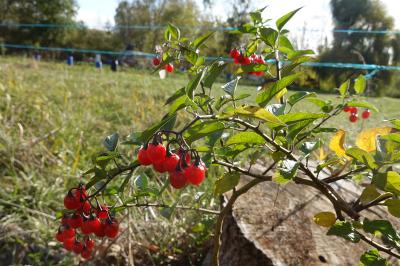 <i>Solanum dulcamara</i>