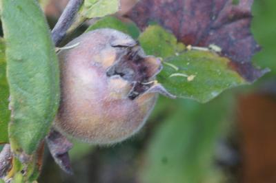 <i>Crataegus germanica</i>