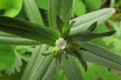 Buglossoides arvensis