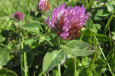Trifolium pratense
