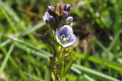 Veronica serpyllifolia