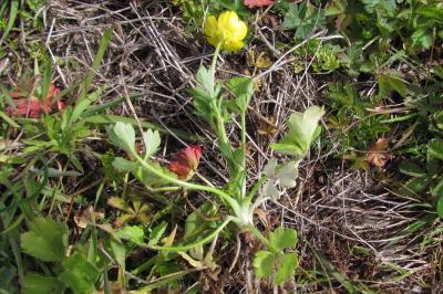 Ranunculus sardous