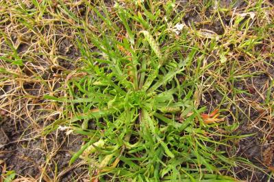 Plantago coronopus