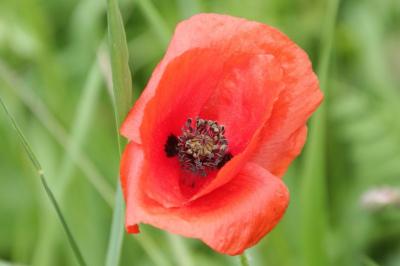 Papaver rhoeas
