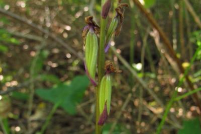 Orchis mascula