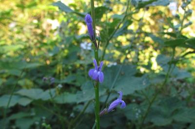 Lobelia urens