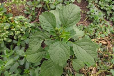 Amaranthus blitum