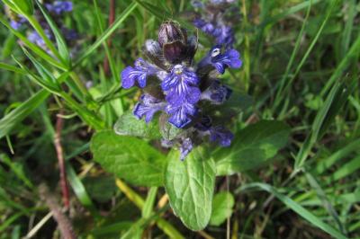 Ajuga reptans
