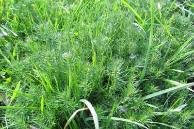 Galium verum