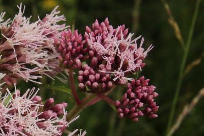 Eupatorium cannabinum