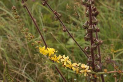 Agrimonia eupatoria