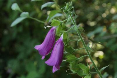 Digitalis purpurea