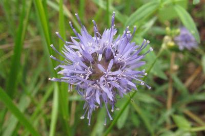Jasione montana