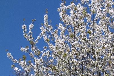 Prunus avium