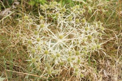 Eryngium campestre