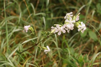 Saponaria officinalis