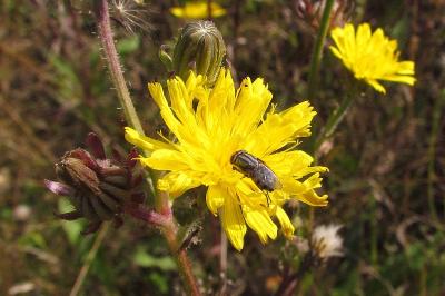 Picris hieracioides