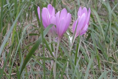 Colchicum autumnale