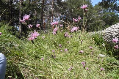 Serratula tinctoria