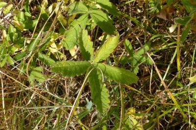 Potentilla reptans