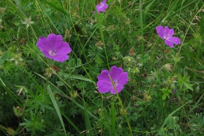 Geranium sanguineum