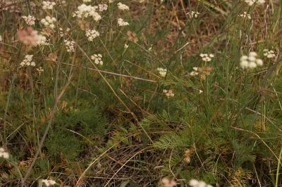 Seseli montanum