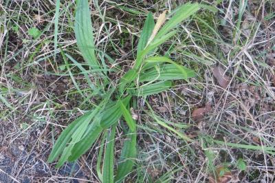 Plantago media