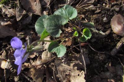 Viola riviniana
