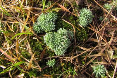 Sedum rubens