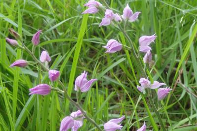 Cephalanthera rubra