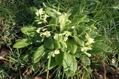 Primula vulgaris