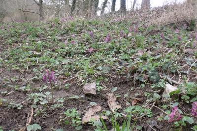 Corydalis solida
