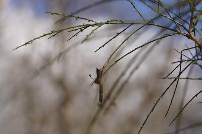 Cytisus scoparius