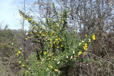 Ulex europaeus