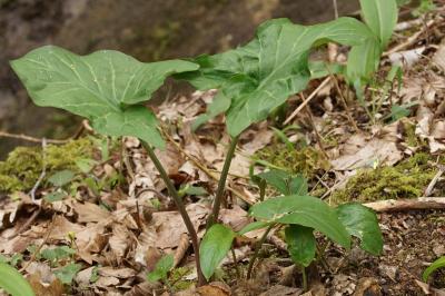 Arum maculatum