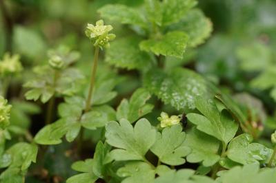 Adoxa moschatellina