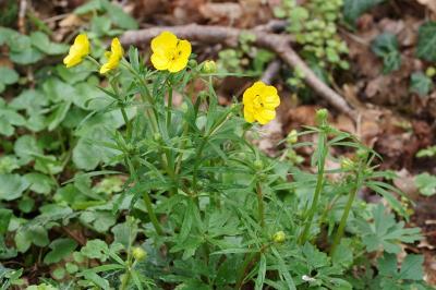 Ranunculus auricomus