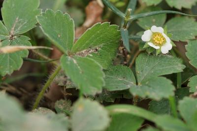 Potentilla sterilis
