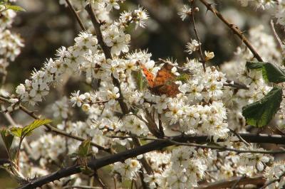Prunus spinosa