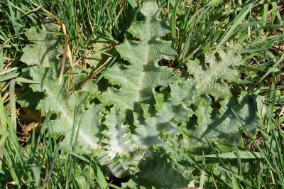 Onopordum acanthium