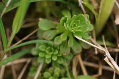 Sedum cepaea