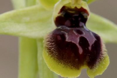 Ophrys aranifera
