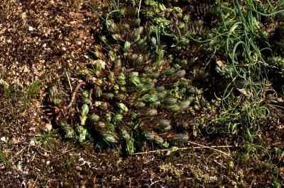 Petrosedum rupestre