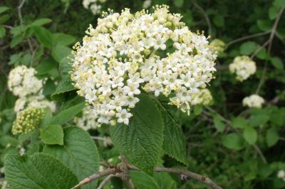 Viburnum lantana