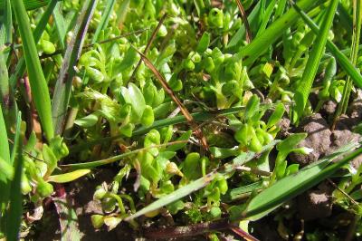 Montia fontana subsp. minor