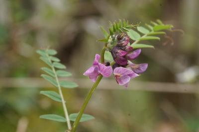 Vicia sepium