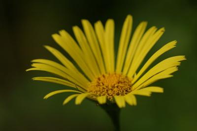 Doronicum plantagineum