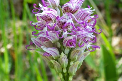 Orchis simia